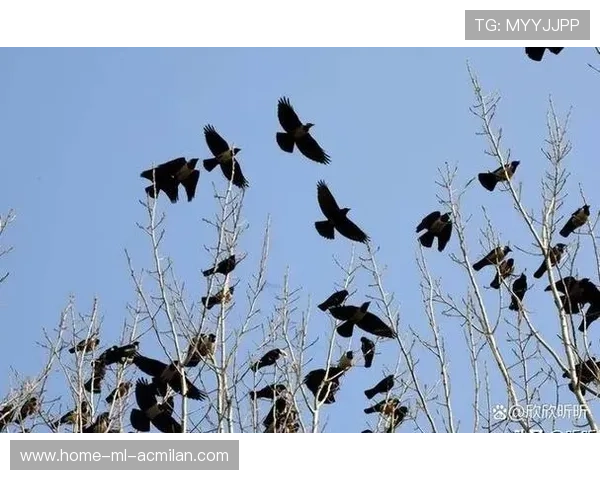 乌鸦主帅称团队凝聚力是成功关键，乌鸦聚齐
